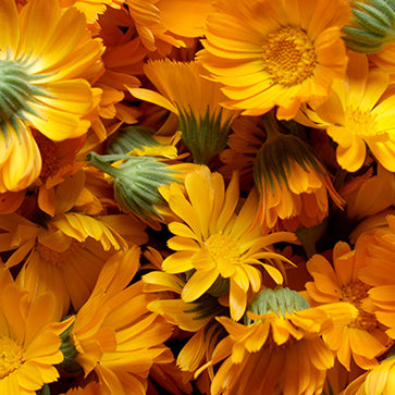 Ringelblumen Extrakt