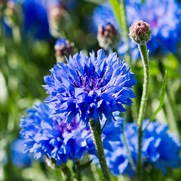 Kornblume Blütenwasser