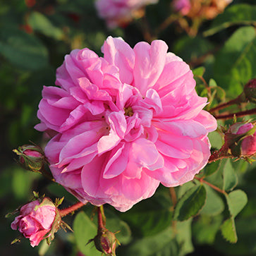 Blumenwasser von Rose