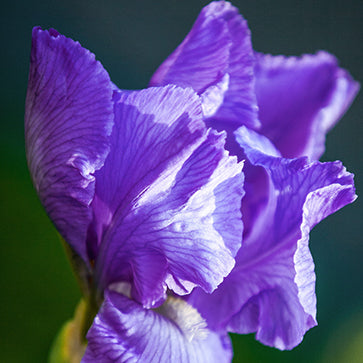 Iris Extrakt