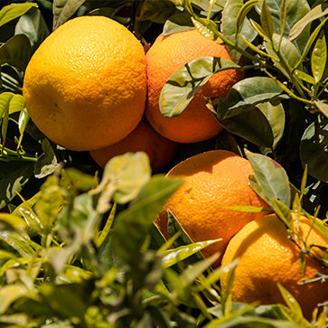 Japanische Mandarine