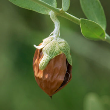 Jojoba-Perlen