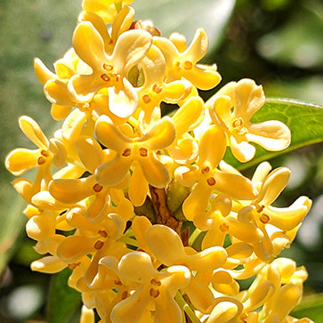 Osmanthus-Blütenextrakt
