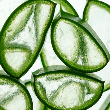 Aloe Vera Extrakt