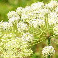 Angelica Featured Ingredient - L'Occitane