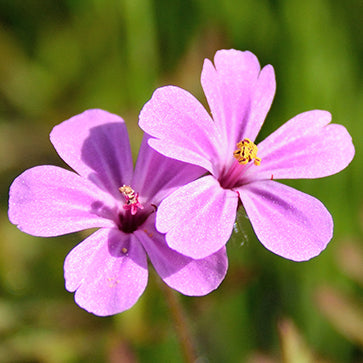 Ätherisches Geranienöl