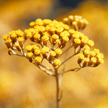 immortelle inhaltsstoff loccitane
