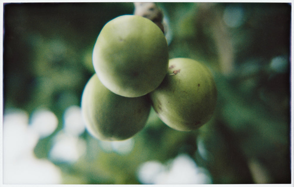 Image-text-1