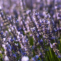 Lavender Featured Ingredient - L'Occitane
