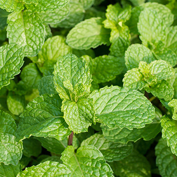 Menthol