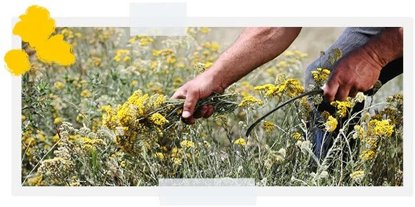 Image-text-2