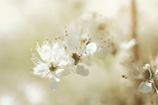 Image-text-6