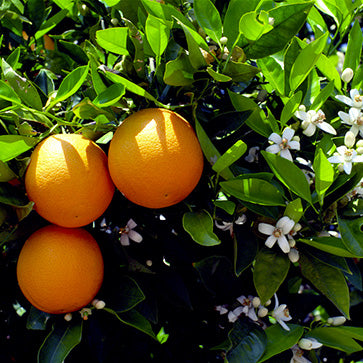 Ätherisches Süßorangen-Öl