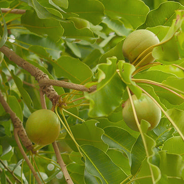 Shea Butter